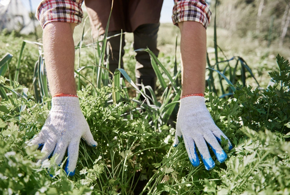 Bepflanzung von Pflanzen durch Gartenbau Bern