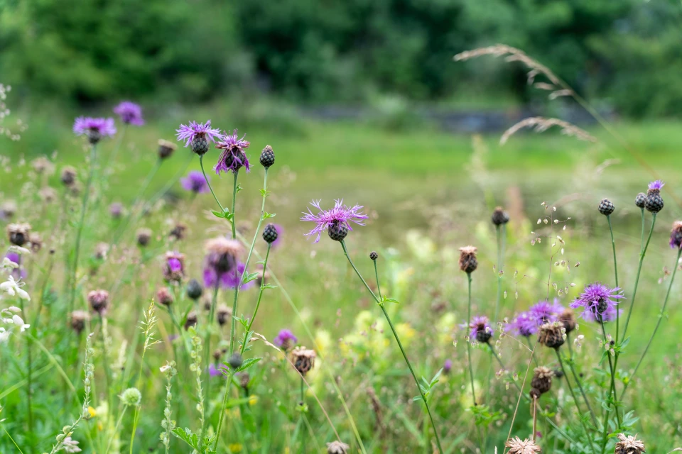 Gartenpflege Bern